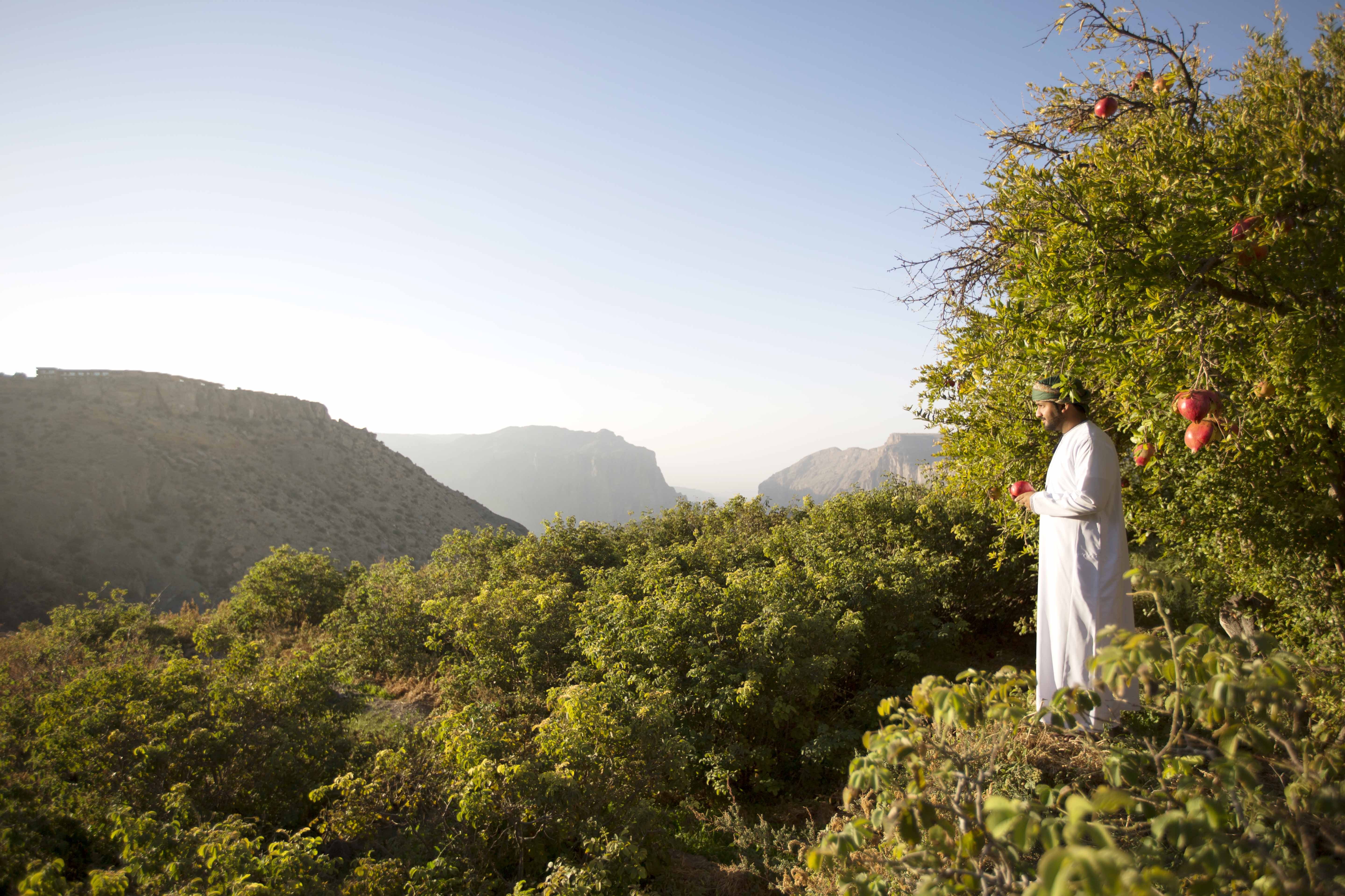 Pomegranate Season in Al Jabal Al Akhdar.jpg