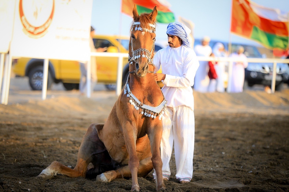 جانب من ترويض الخيل.jpg