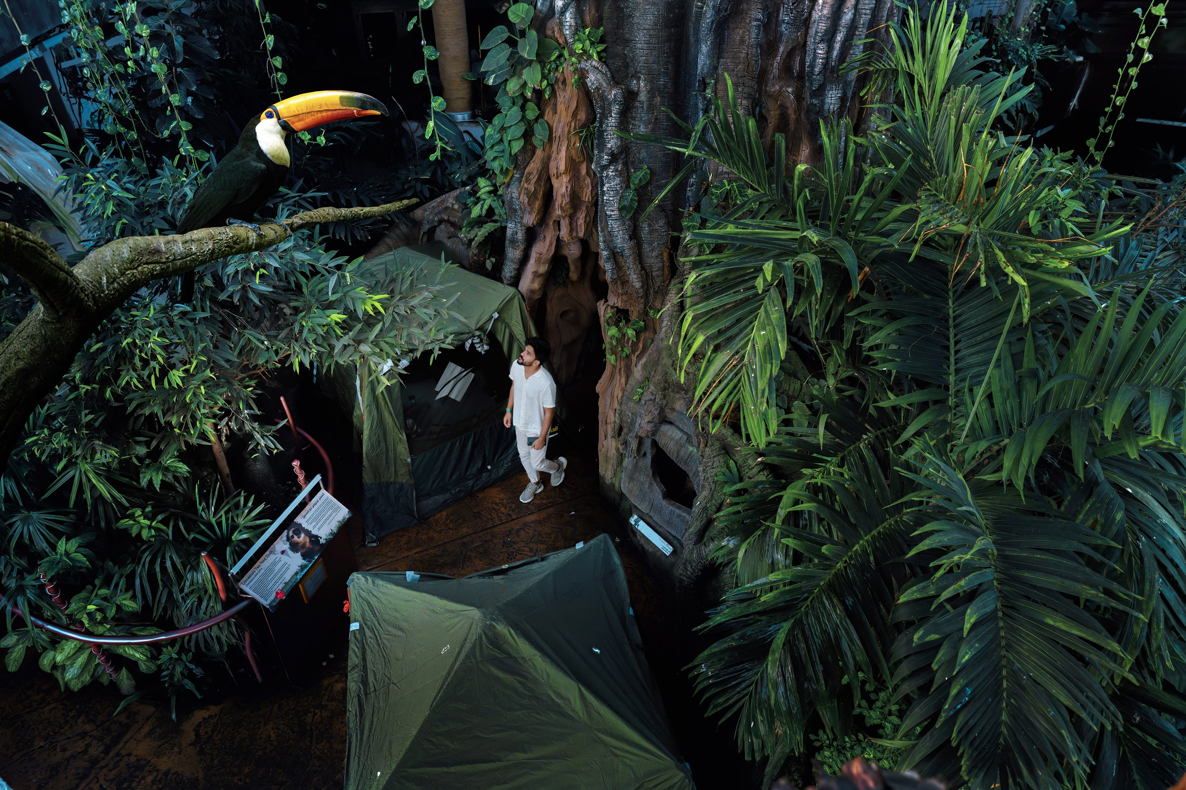 Camping in the Rainforest_Image (2)-١.jpg