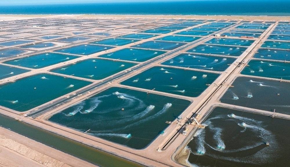 الذكاء الصناعي يساهم في تنمية مشاريع الاستزراع السمكي.jpg