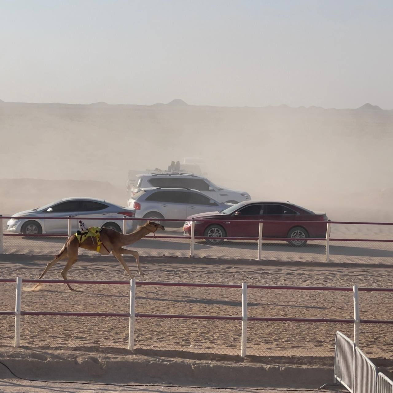 الهجن في ثمريت (5).jpeg