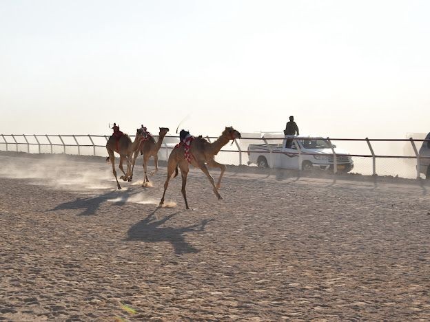 الهجن في ثمريت (1).jpeg