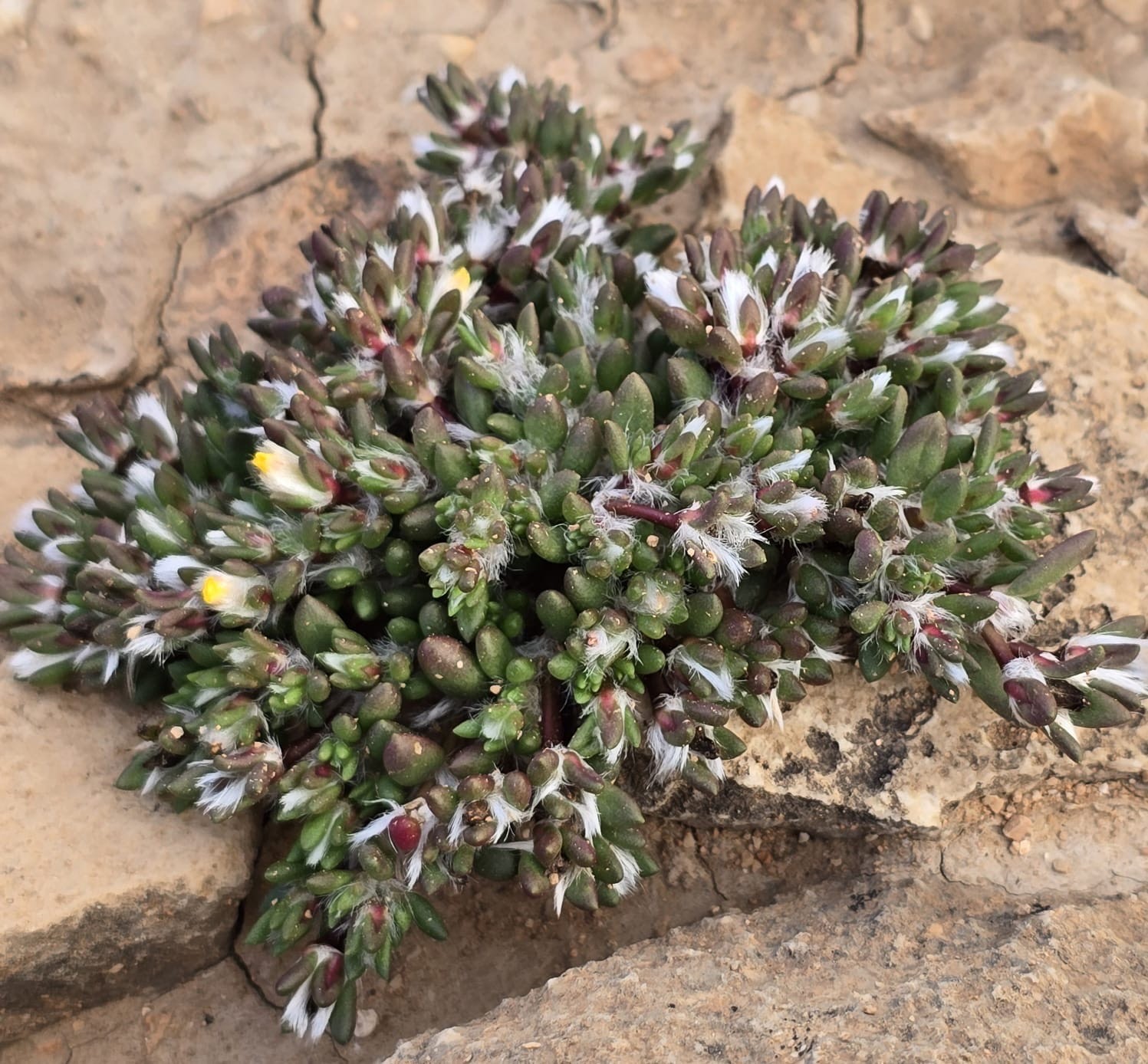 نباتات نادرة في ظفار (3).jpeg