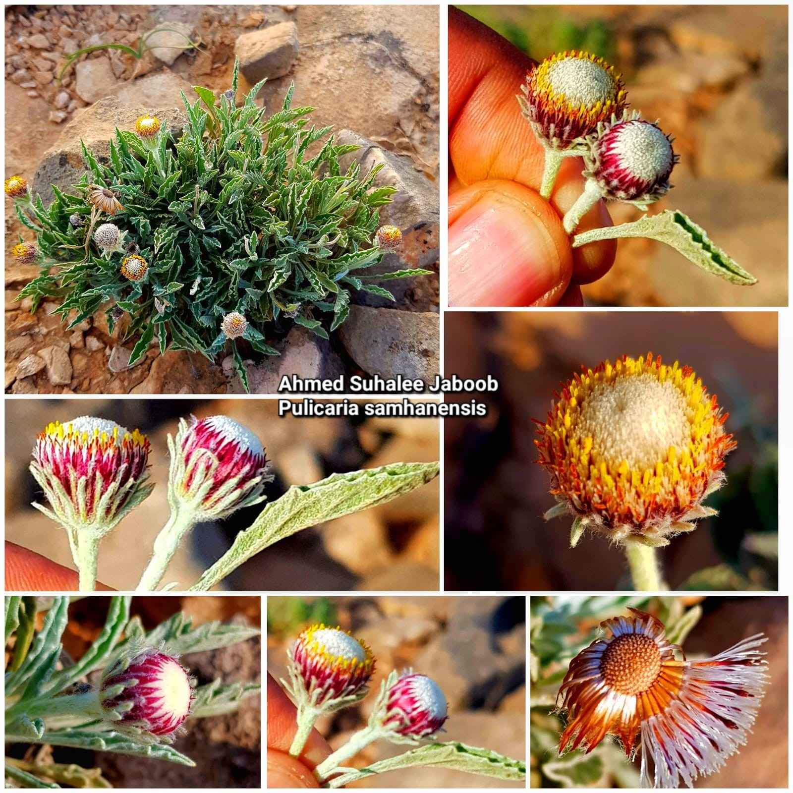 نباتات نادرة في ظفار (2).jpeg