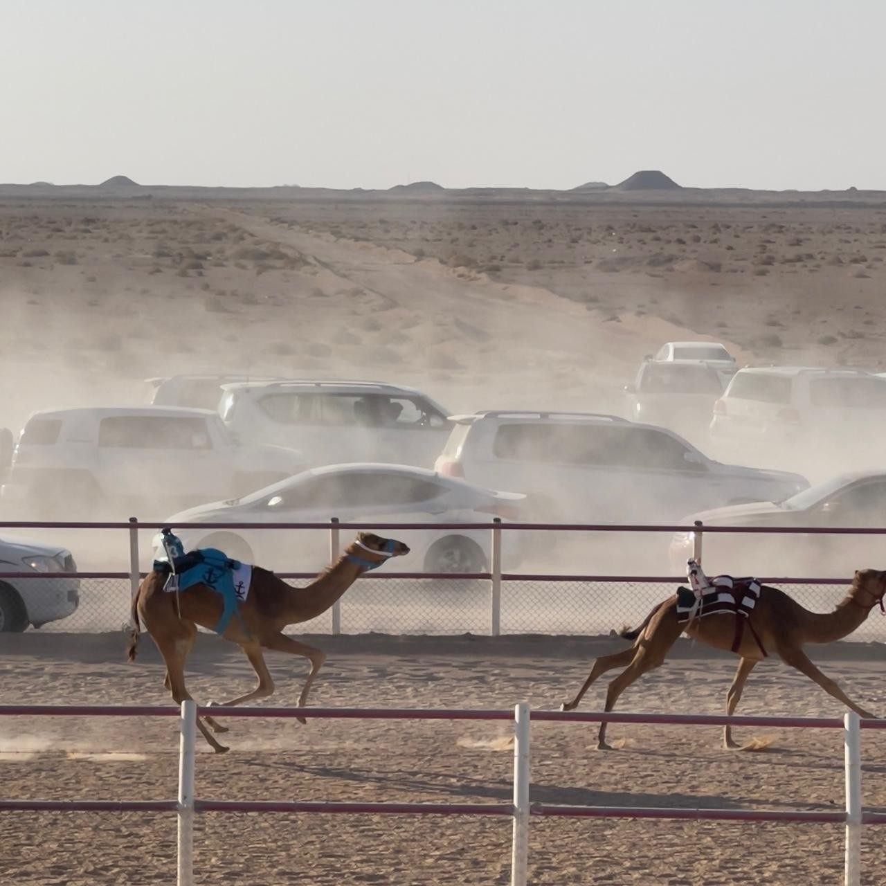 الهجن في ثمريت (4).jpeg