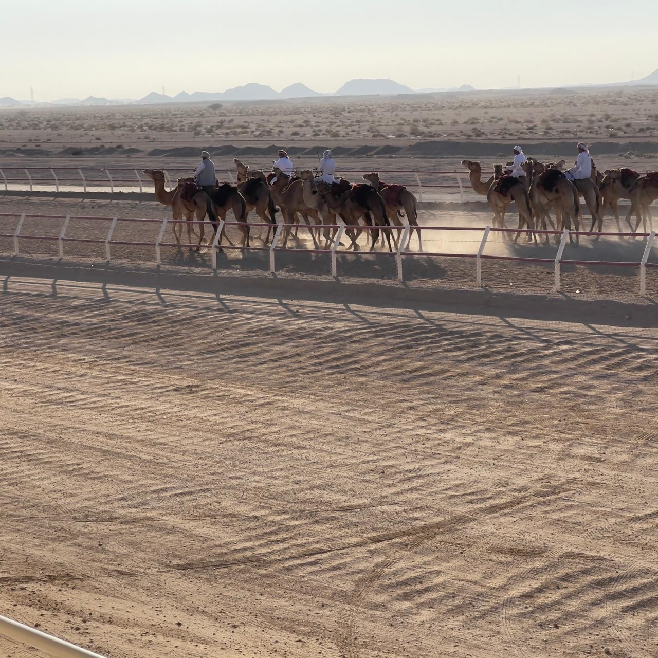 الهجن في ثمريت (2).jpeg