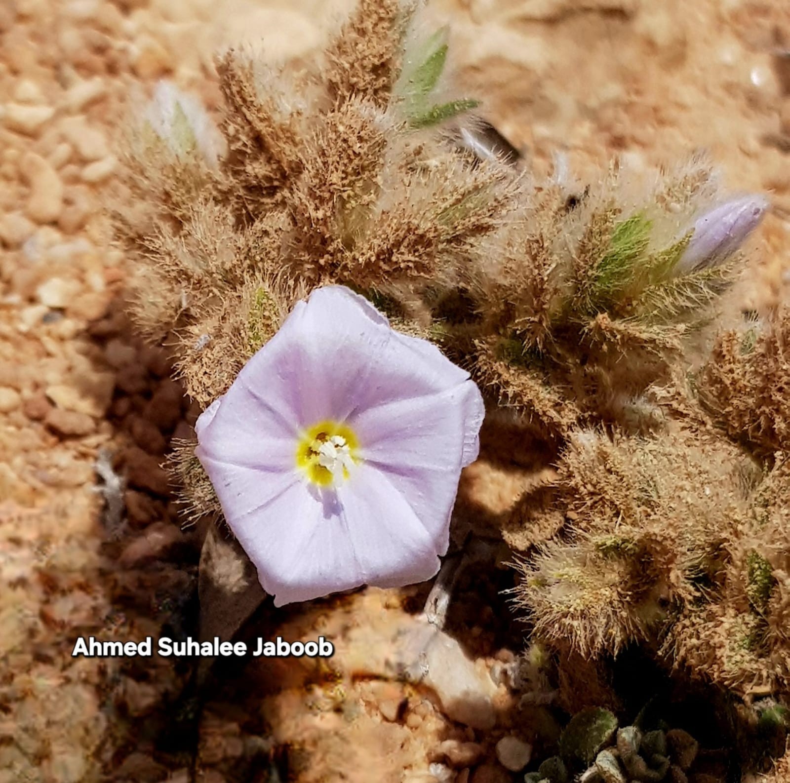 Convolvulus oppositifolius.jpeg