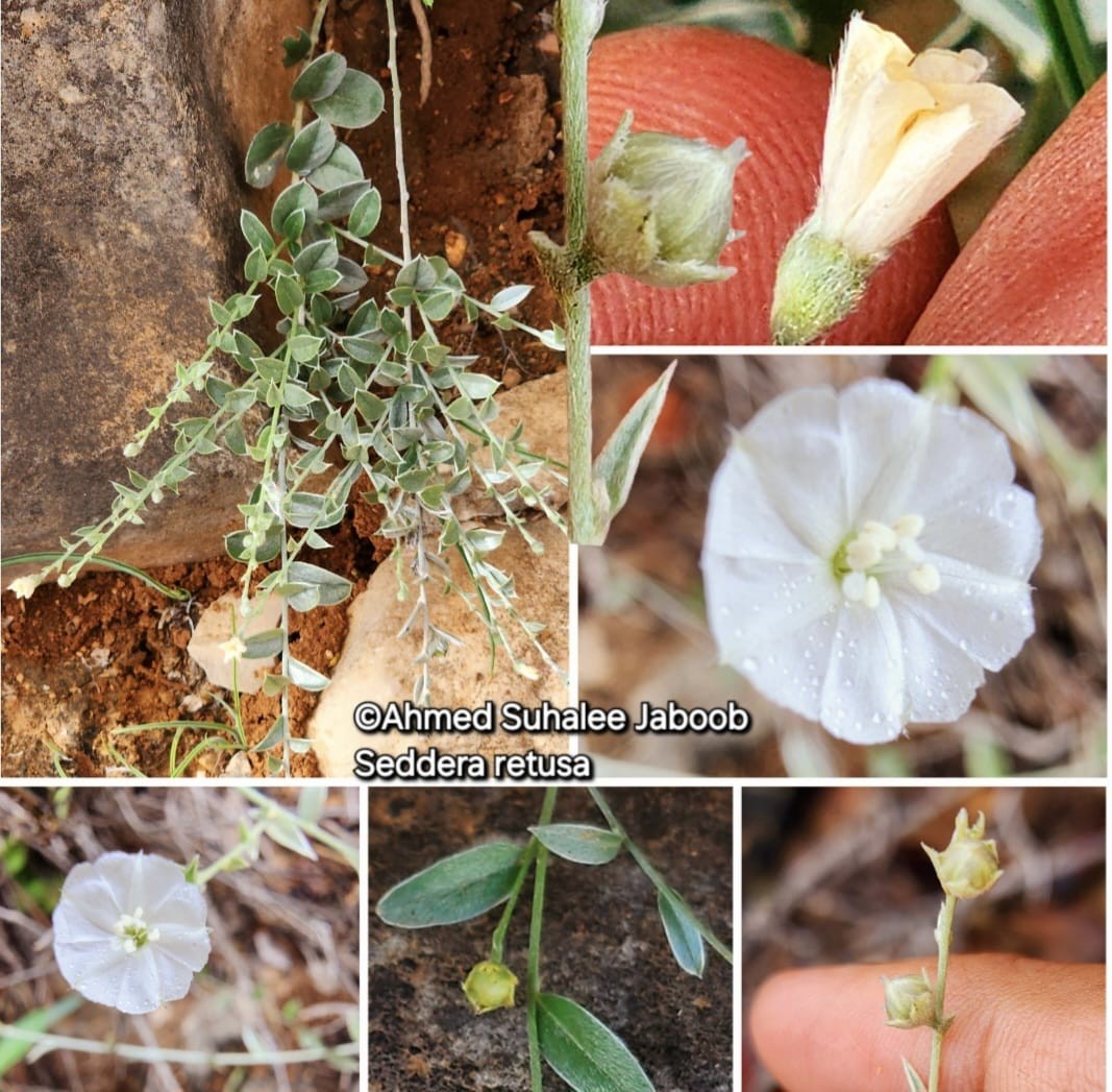 صور داخل المقال (1).jpeg