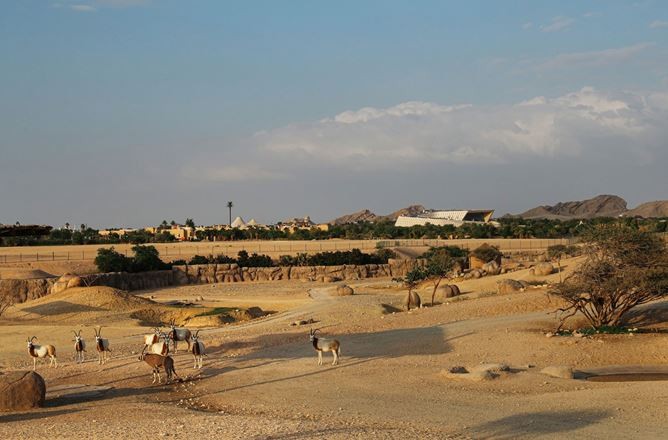 حديقة الحيوانات بالعين.jpg