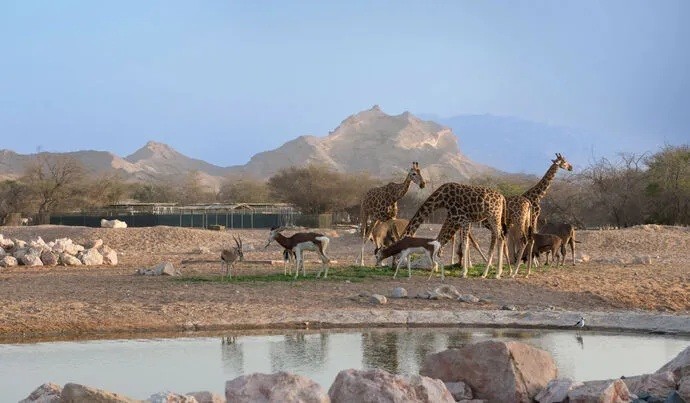 حديقة الحيوانات.jpg