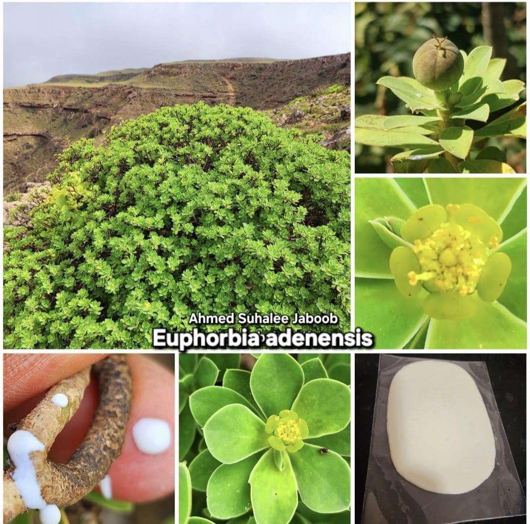 طشقوت  (3).jpeg