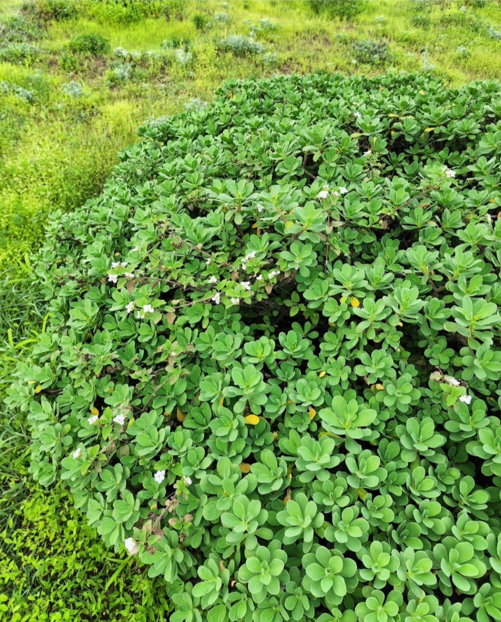 طشقوت  (2).jpeg