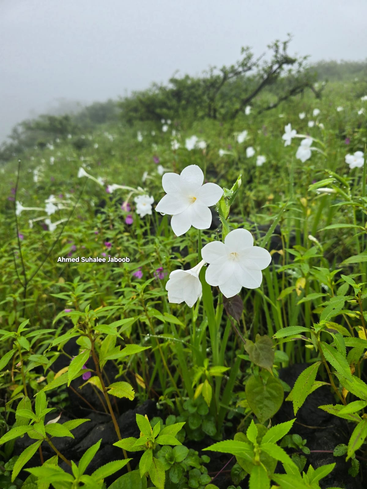 صور داخل المقال (1).jpeg