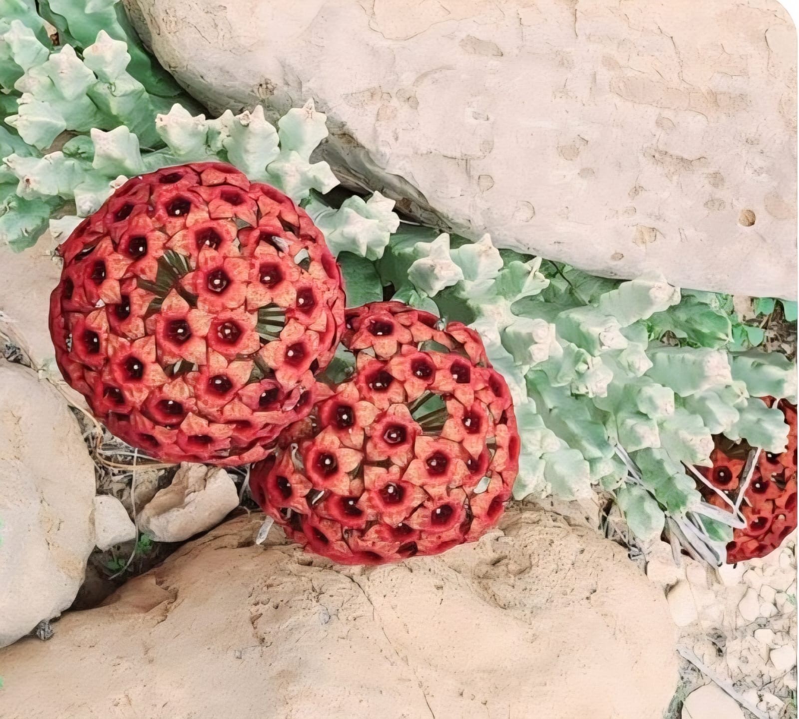 صور داخل المقال (2).jpeg