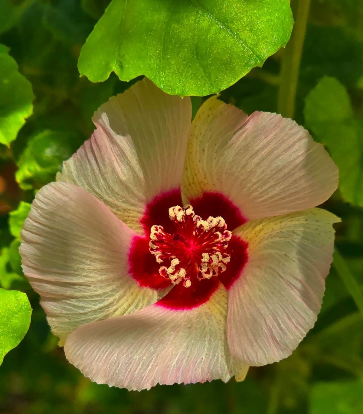 نباتات في ظفار (2).jpeg