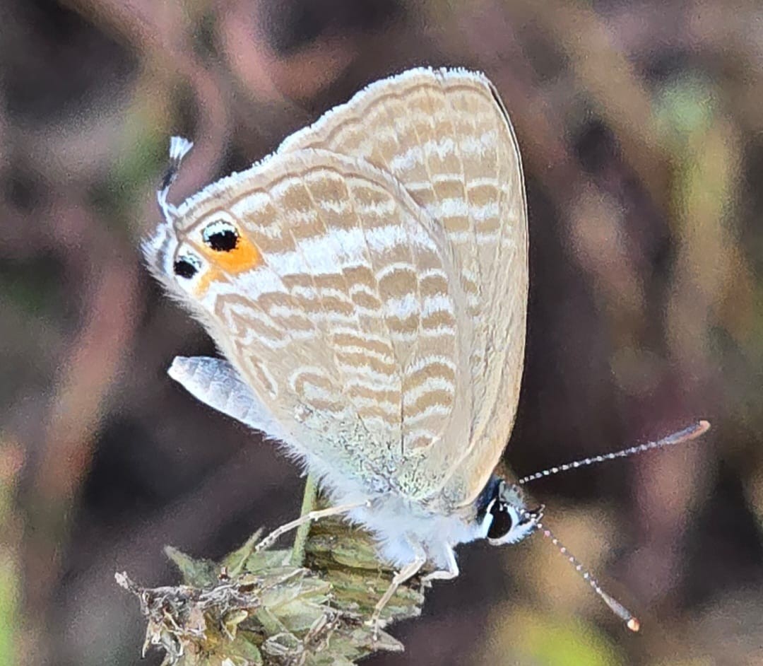 فراشات نادرة في ظفار (5).jpeg