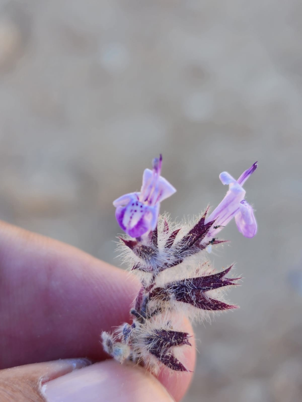 صور النبات النادر (4).jpeg