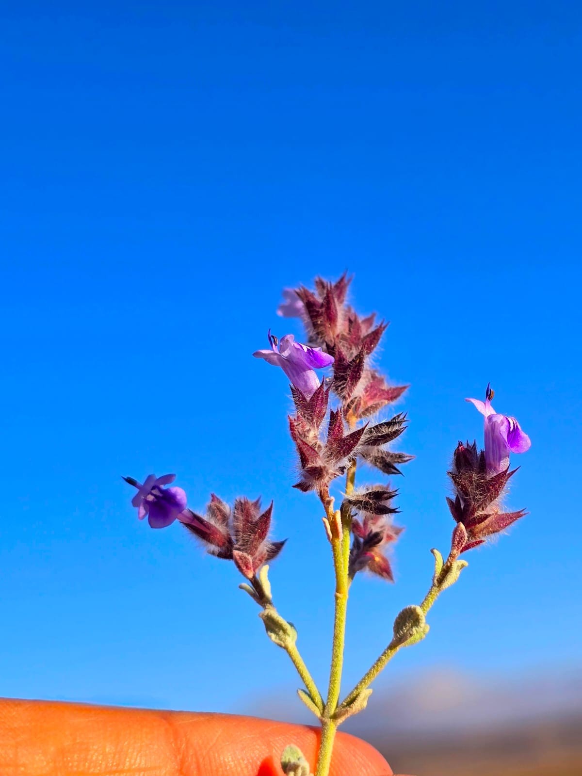 صور النبات النادر (6).jpeg