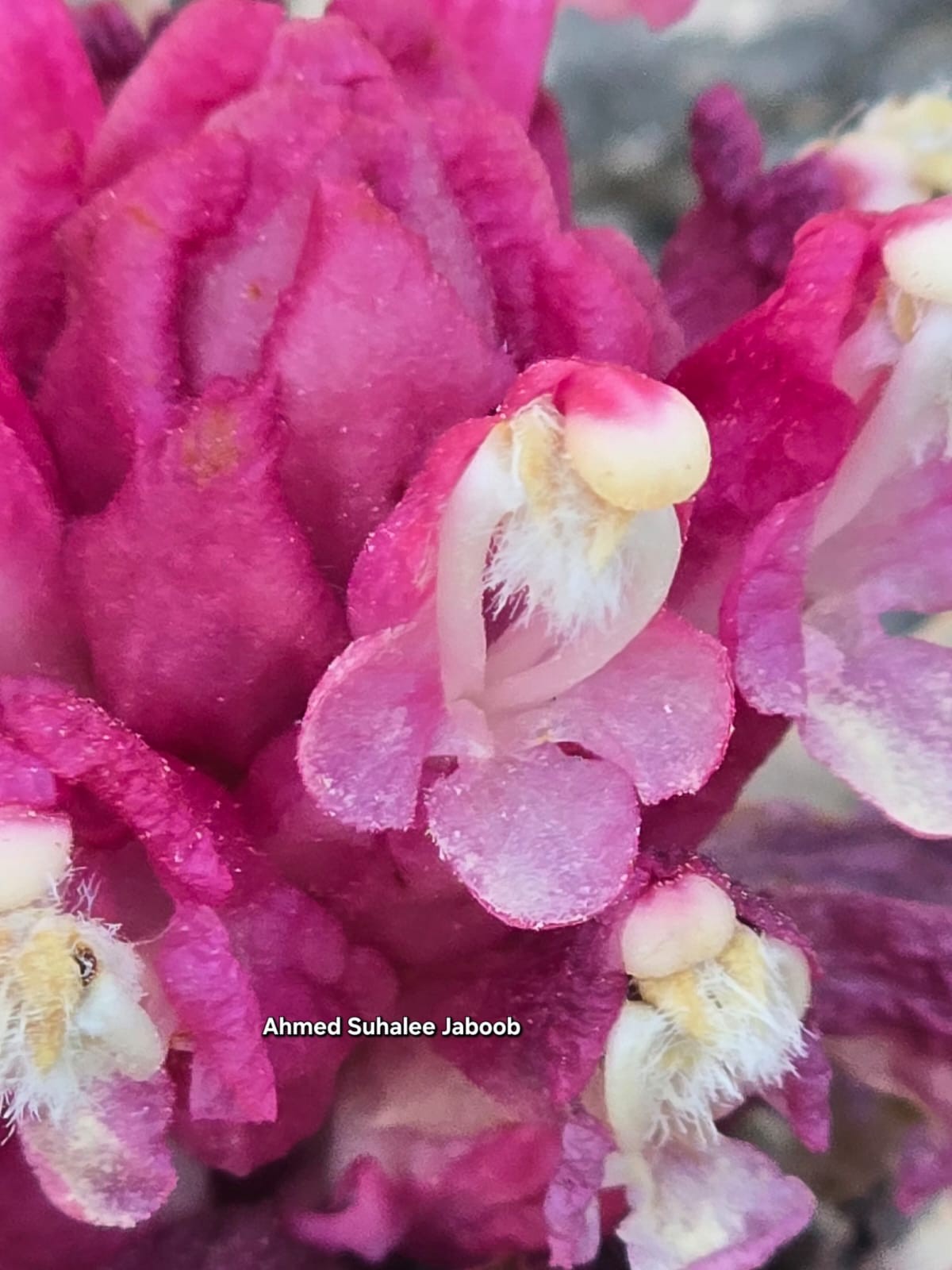 WhatsApp Image 2026-04-01 at 4.26.01 PM.jpeg