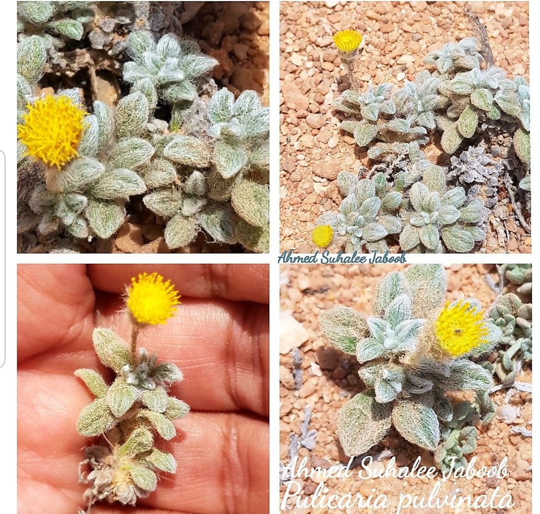 عرار الجنوب العُماني (3).jpeg