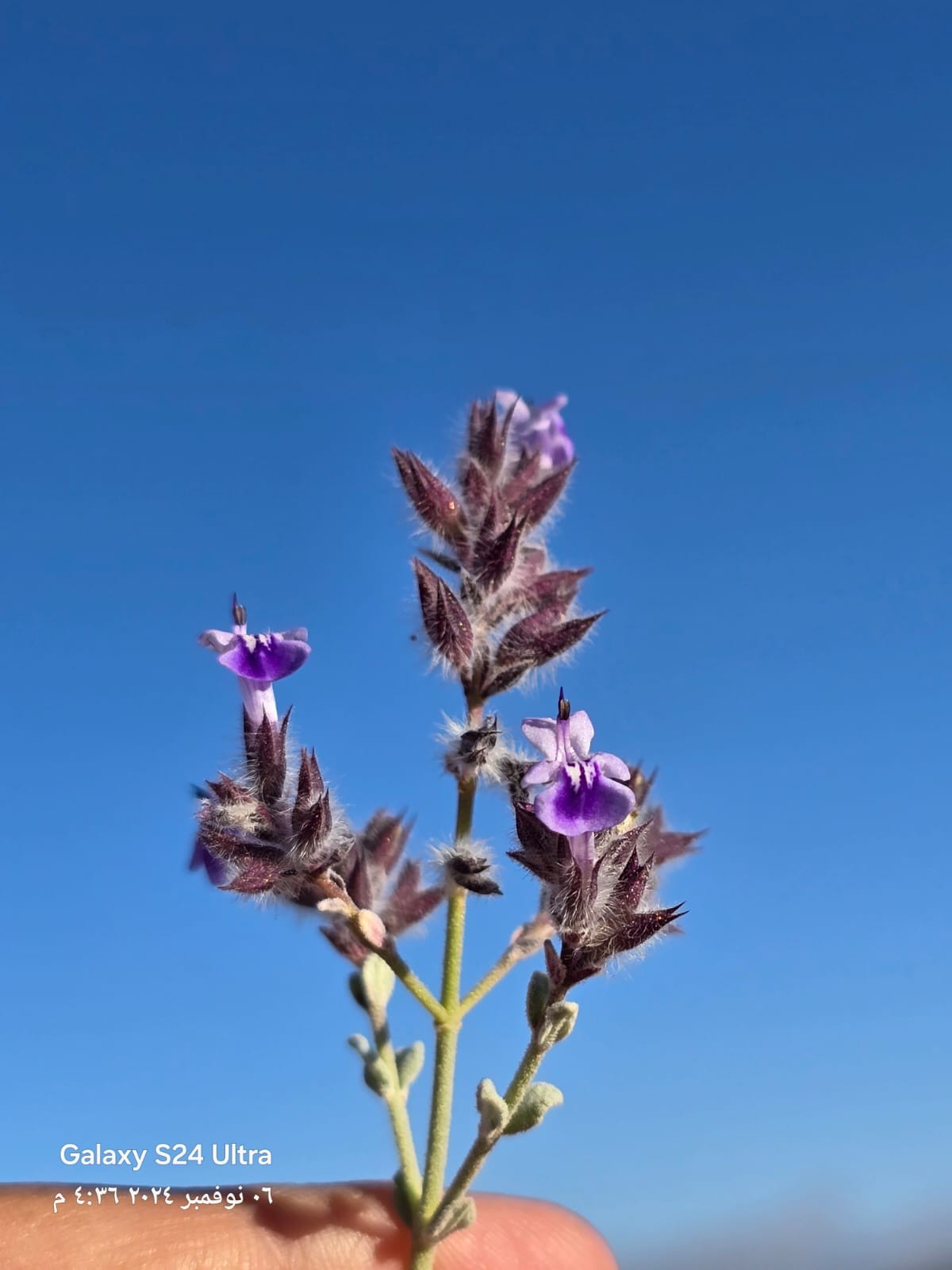 صور النبات النادر (1).jpeg