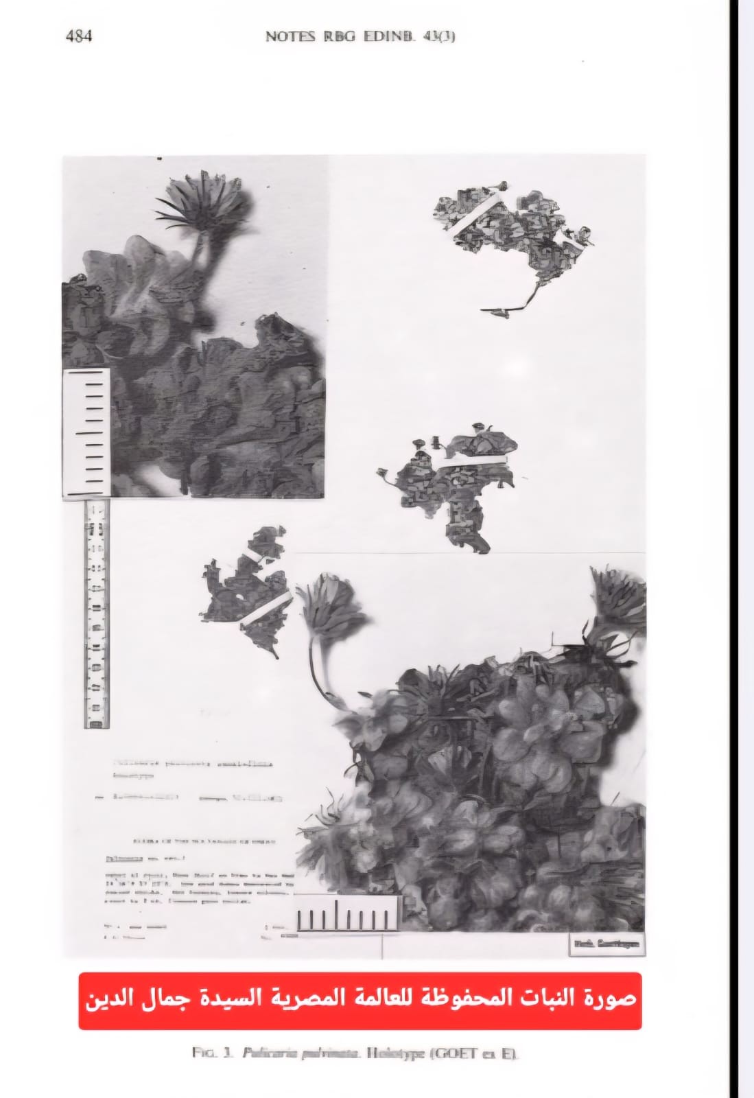 ورقة الباحثة المصرية (1).jpeg