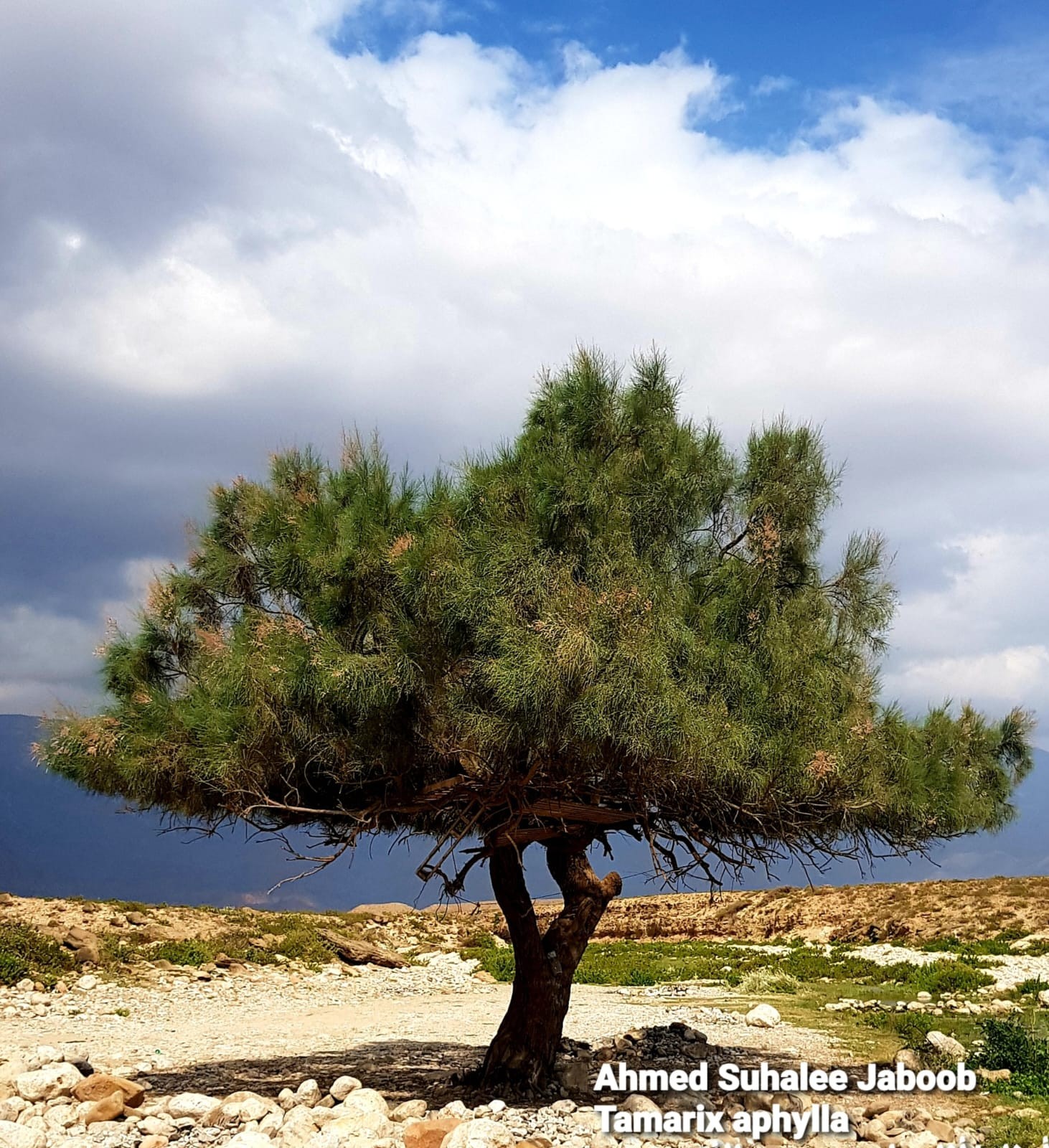 أحمد مسلم سوحلي جعبوب.jpeg