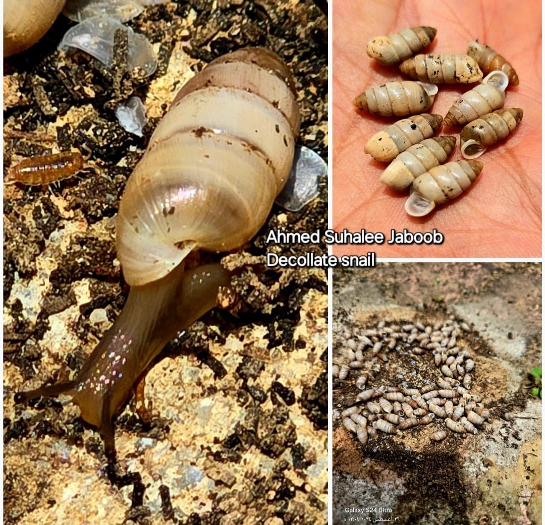 كائن رخوي.jpeg