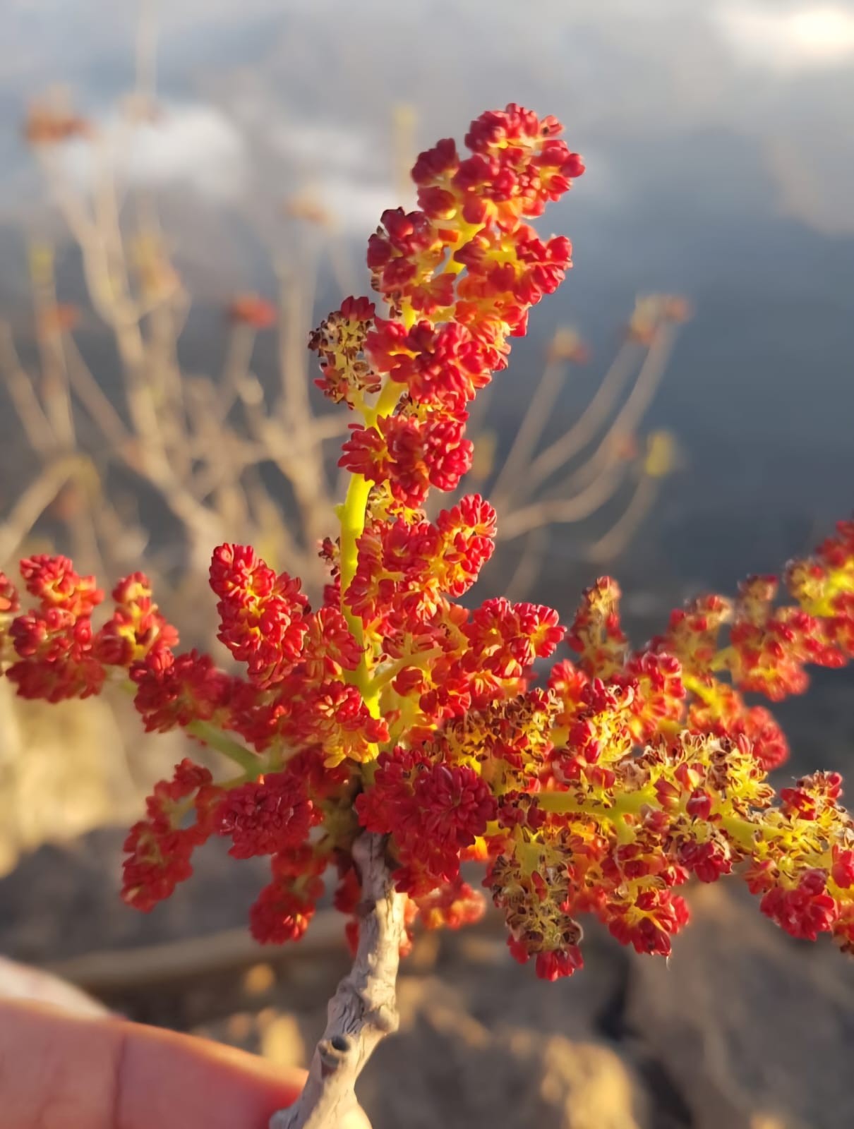 نباتات في ظفار (1).jpeg