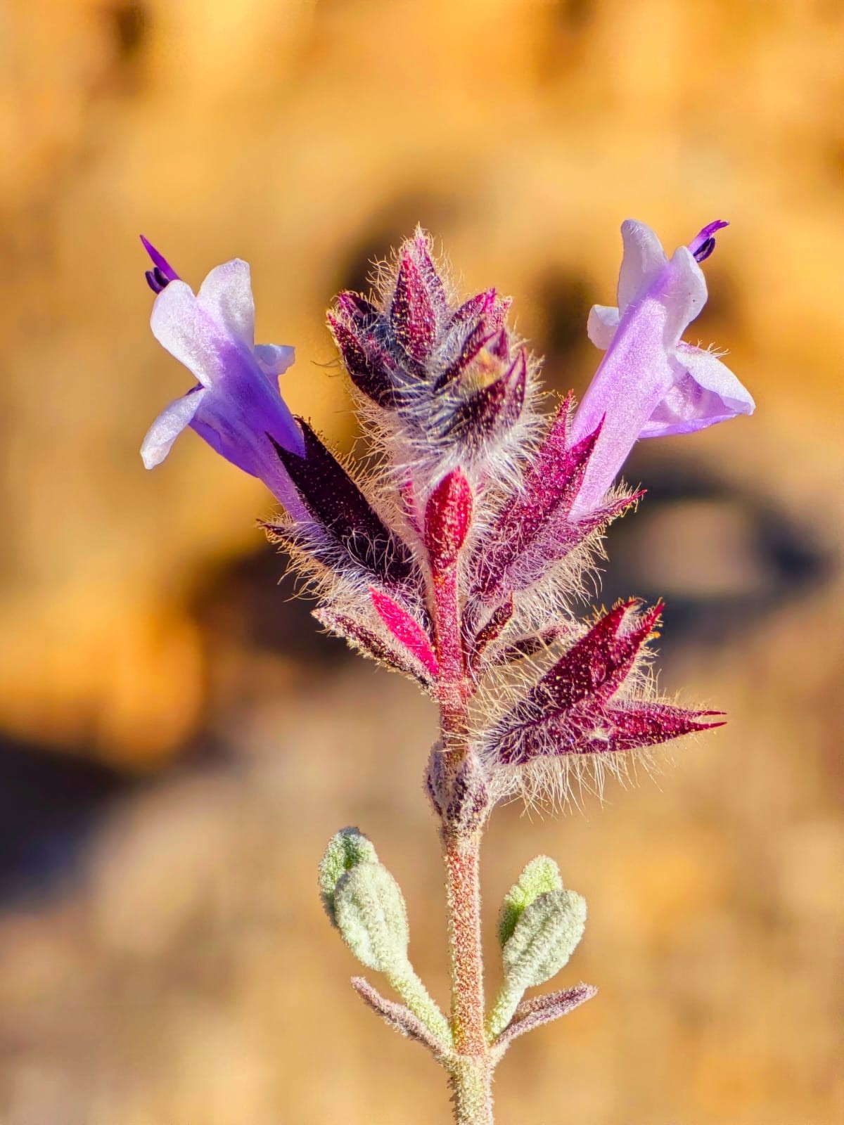 صور النبات النادر (5).jpeg