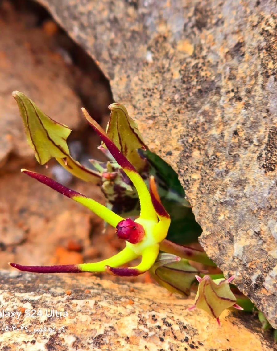 نباتات في ظفار (3).jpeg