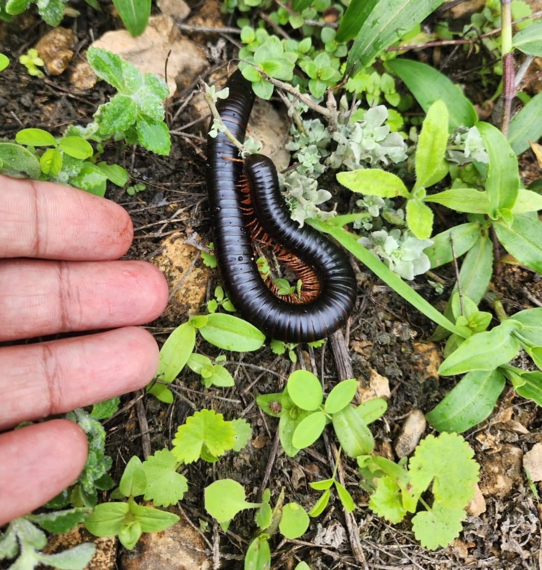 نباتات في ظفار (12).jpeg