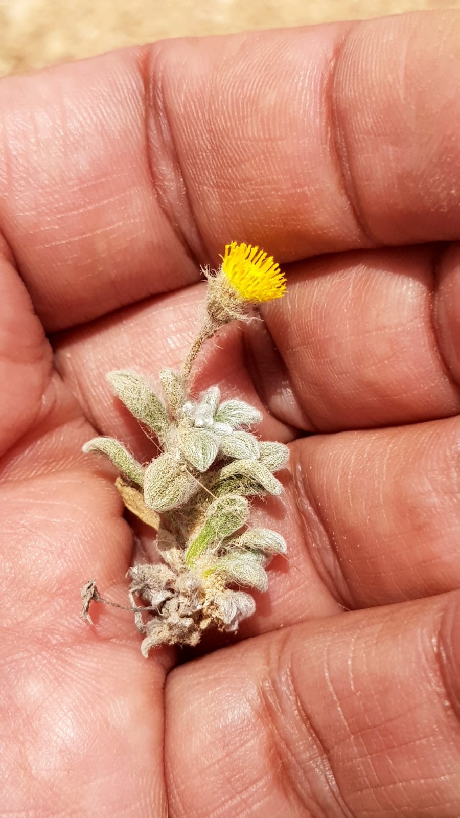 عرار الجنوب العُماني (1).jpeg