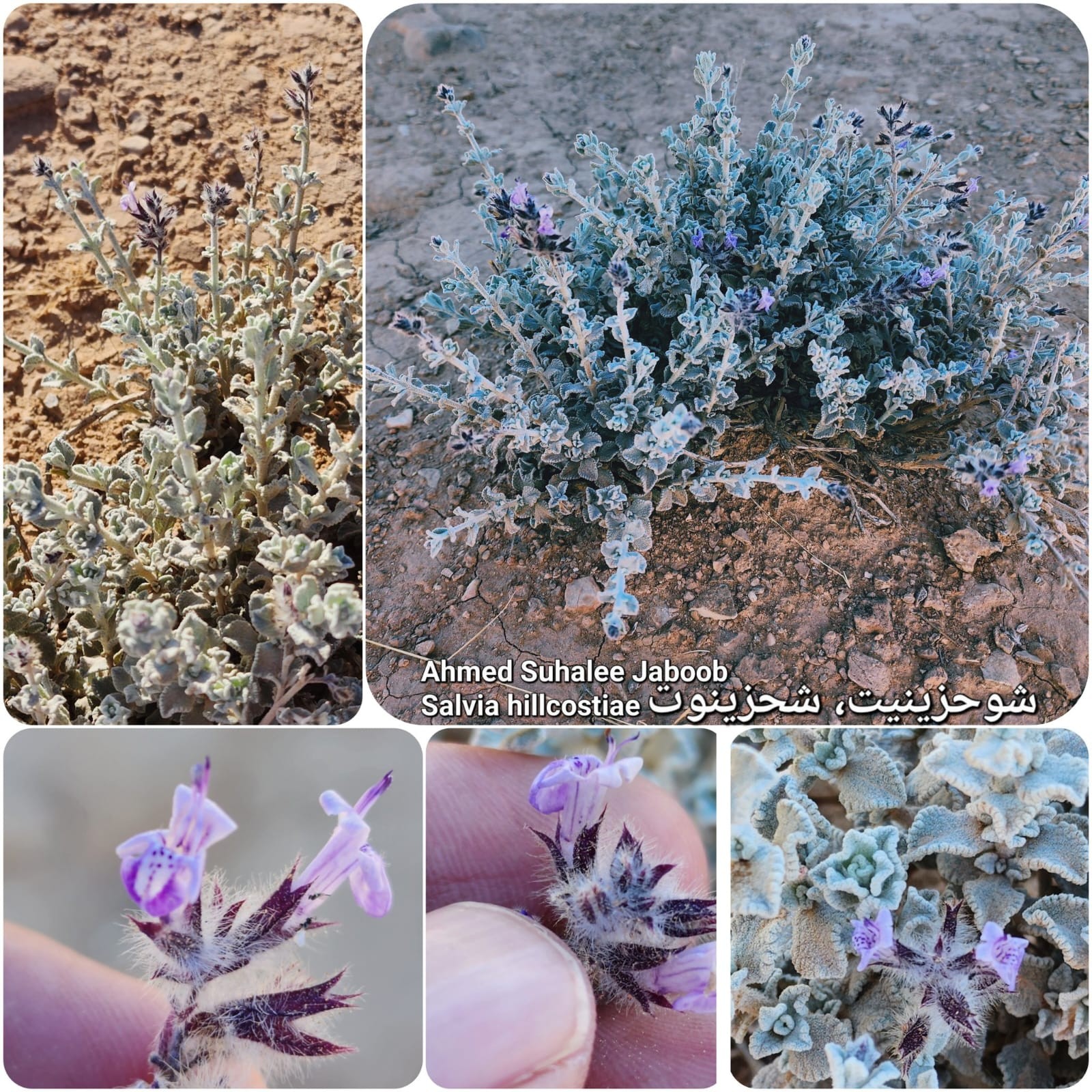 صور النبات النادر (2).jpeg