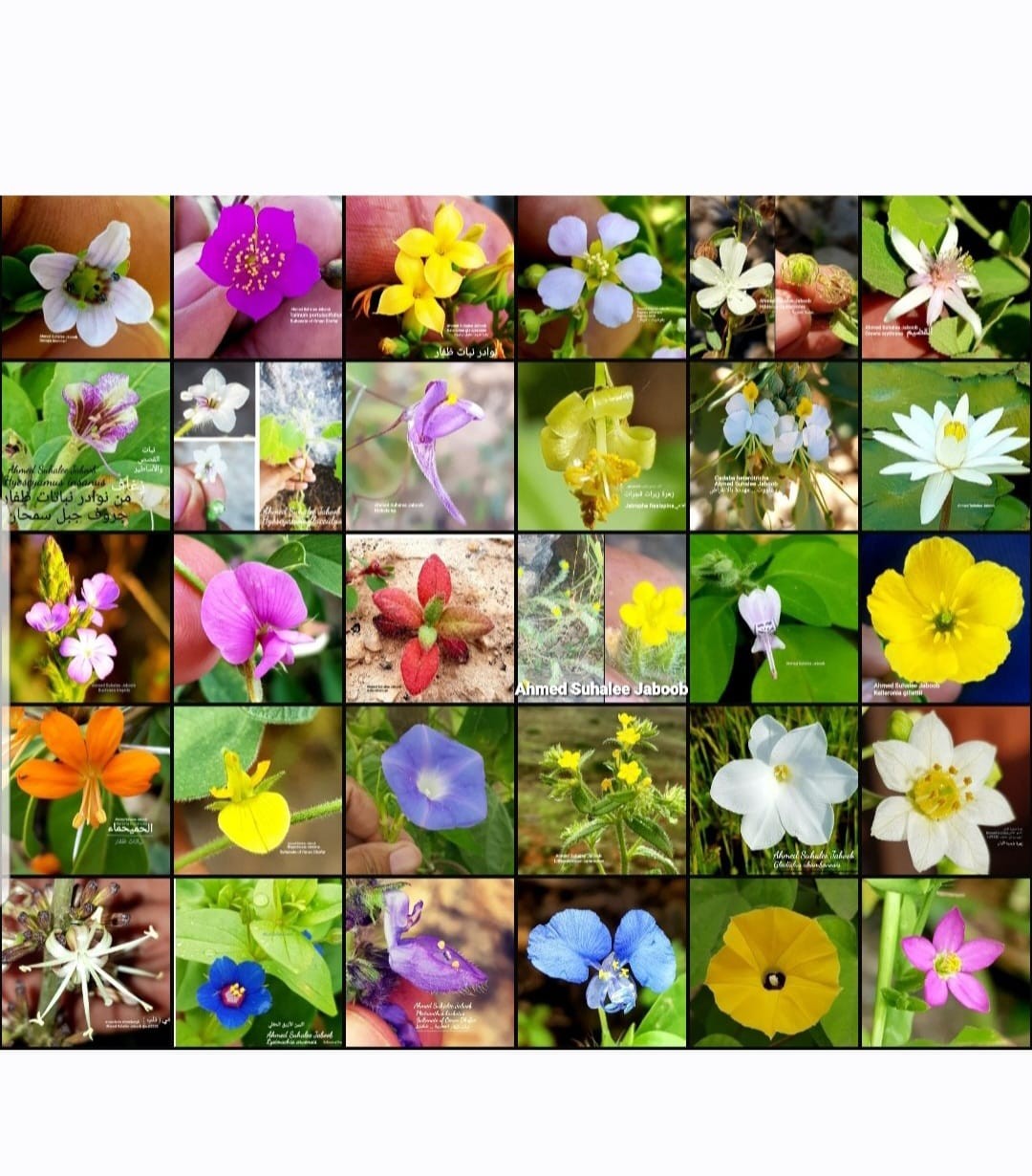 نباتات في ظفار (9).jpeg