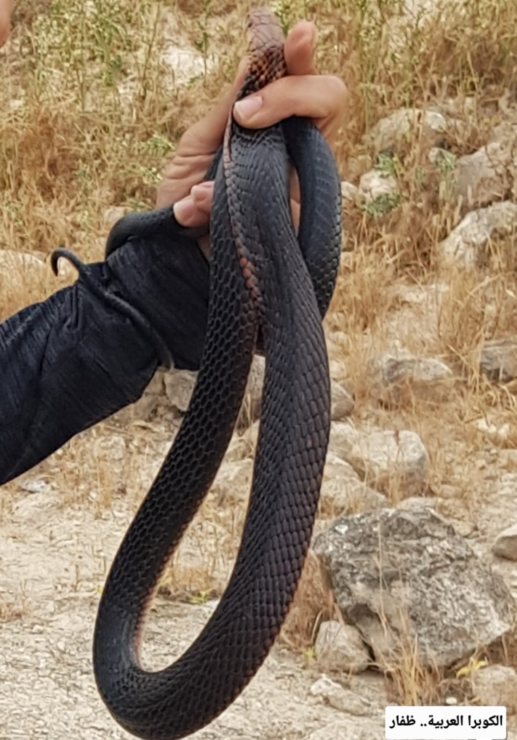 الكوبرا في ظفار (3).jpeg