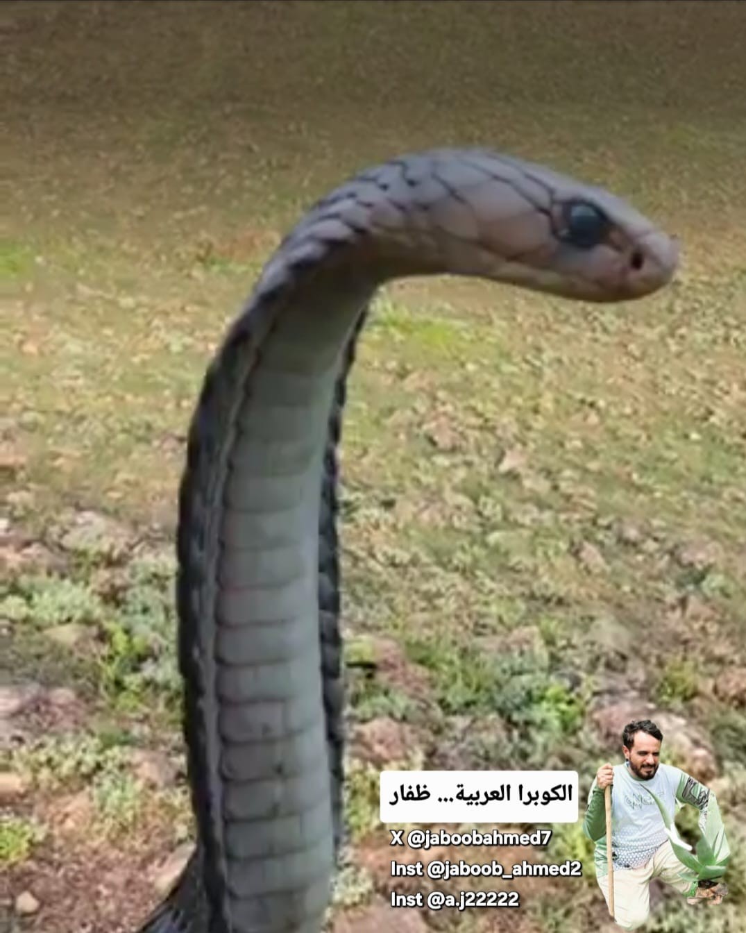 الكوبرا في ظفار (1).jpeg