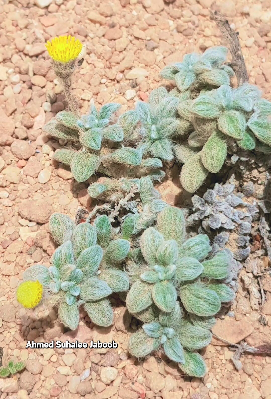 عرار الجنوب العُماني (2).jpeg