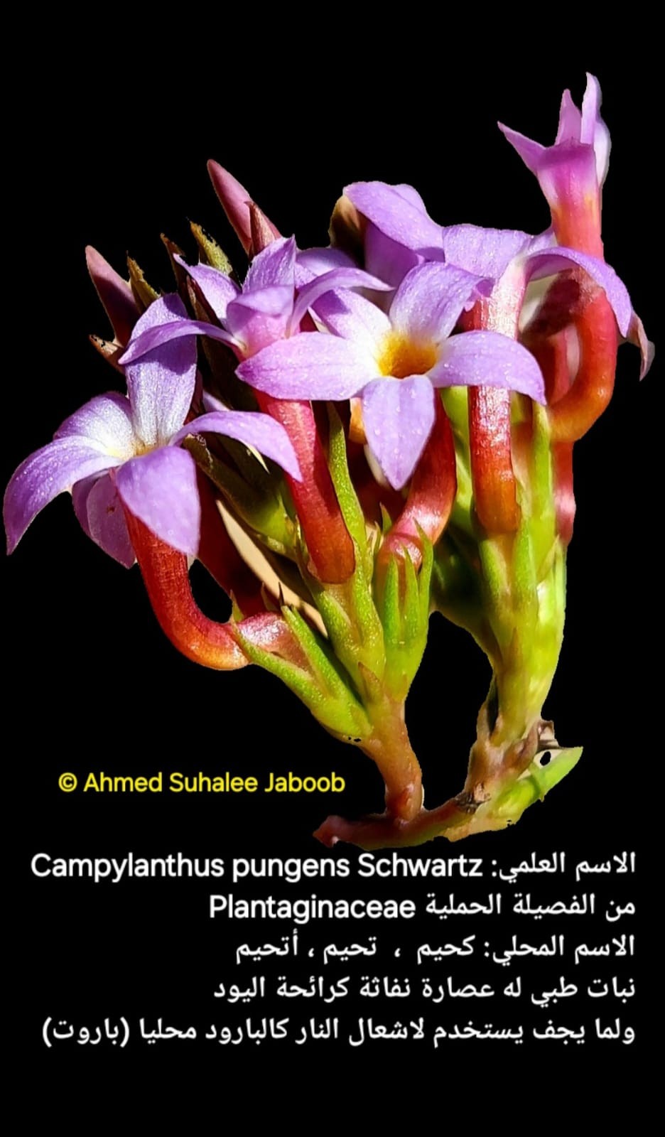 نباتات في ظفار (8).jpeg