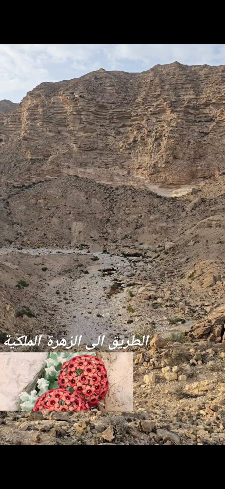 صور داخل المقال (4).jpeg