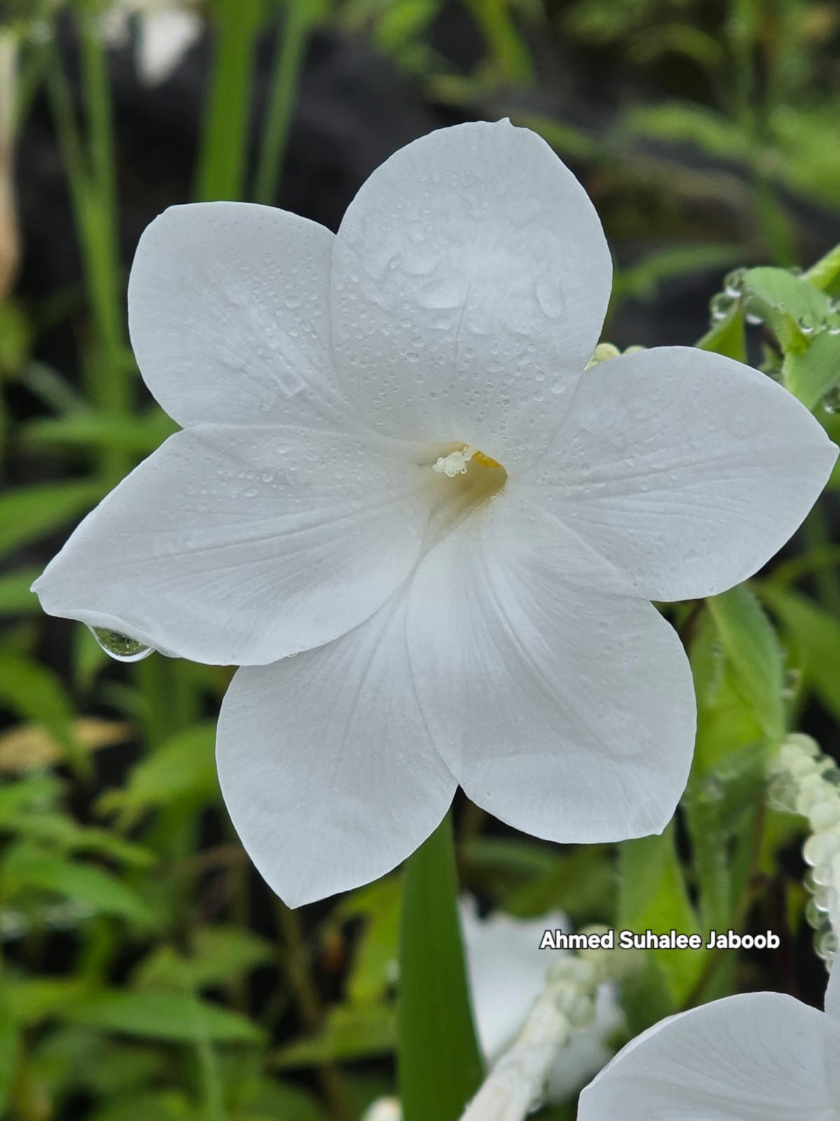 صور داخل المقال (4).jpeg