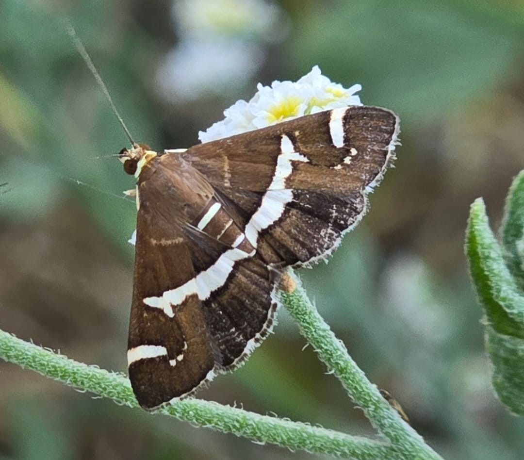 فراشات نادرة في ظفار (2).jpeg