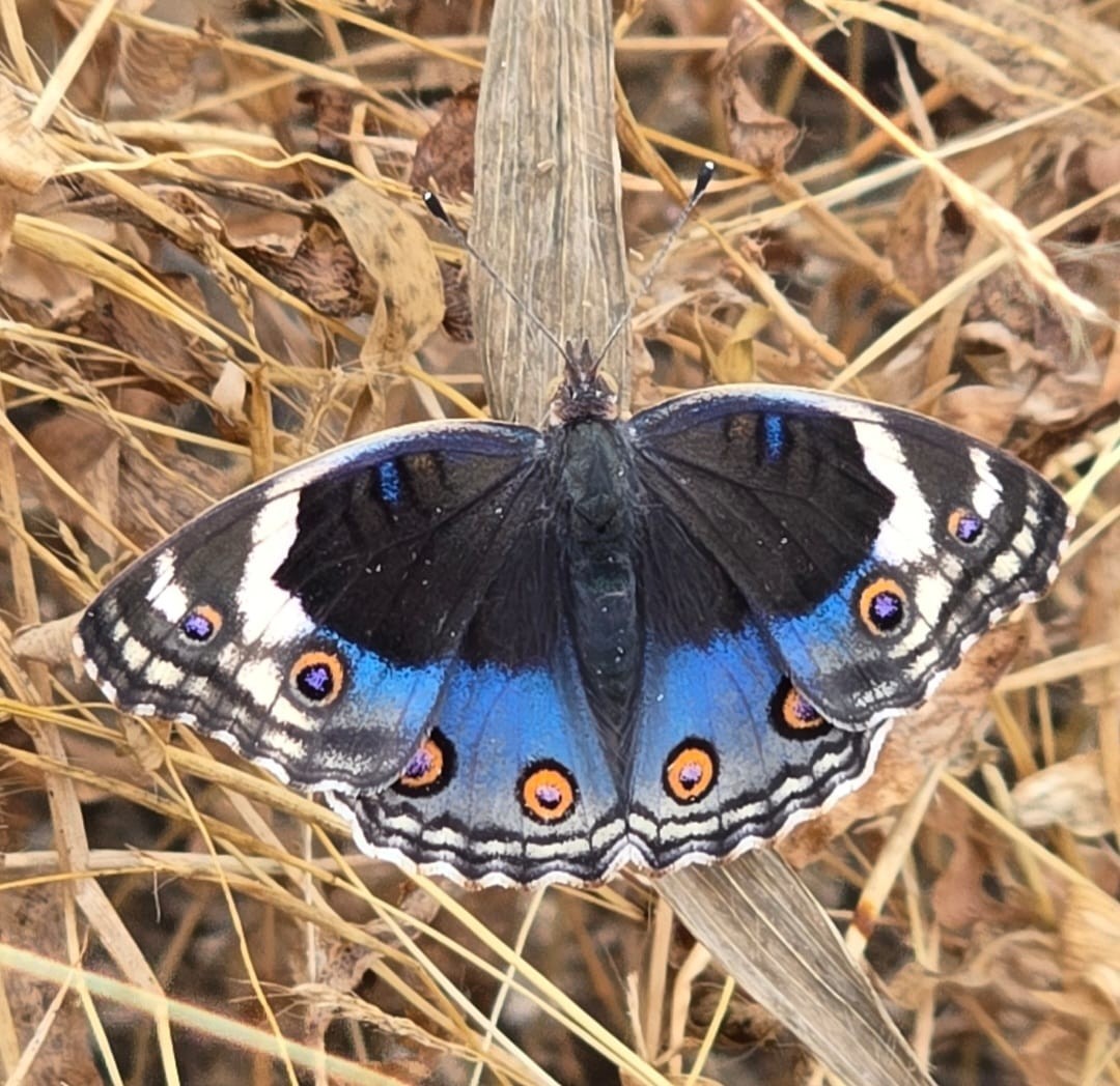 فراشات نادرة في ظفار (3).jpeg