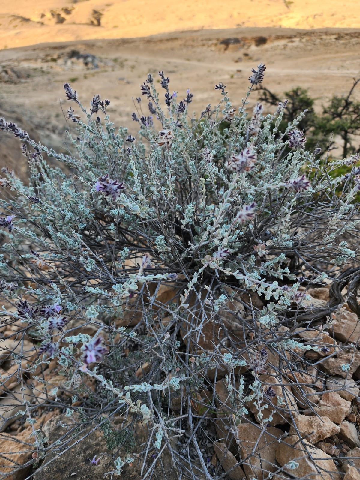 صور النبات النادر (3).jpeg