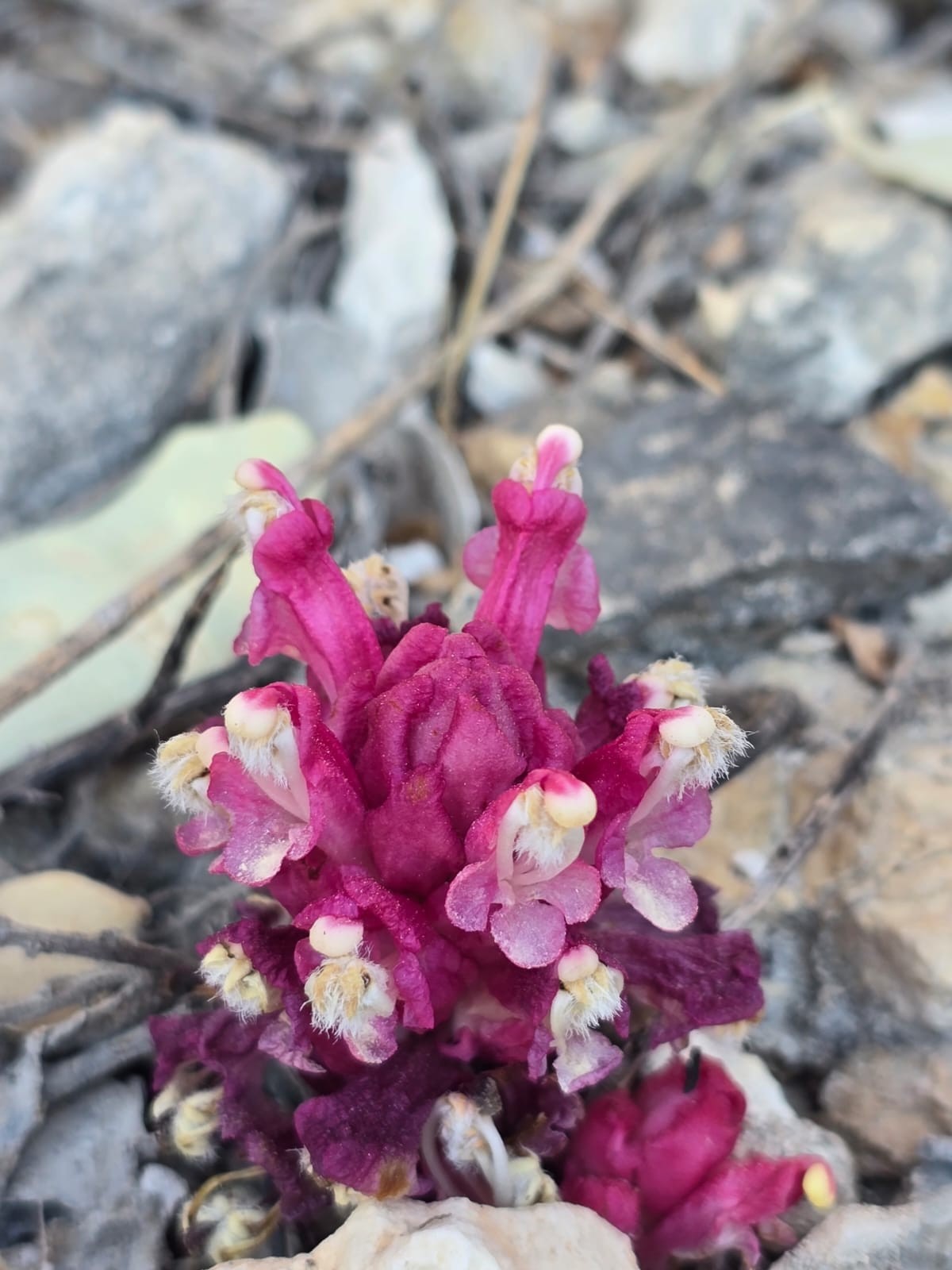 WhatsApp Image 2026-04-01 at 4.26.00 PM.jpeg