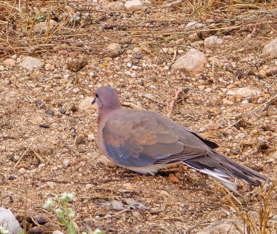 اليمامة (2).jpeg