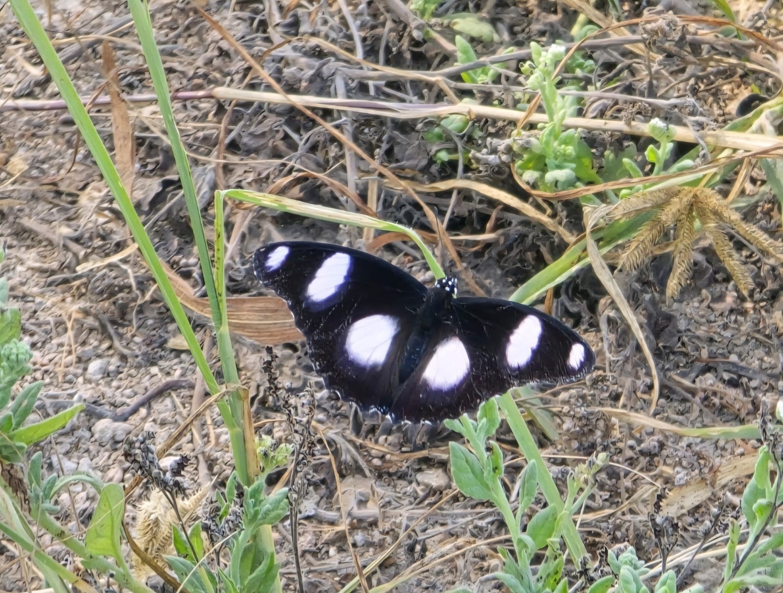 فراشات نادرة في ظفار (4).jpeg