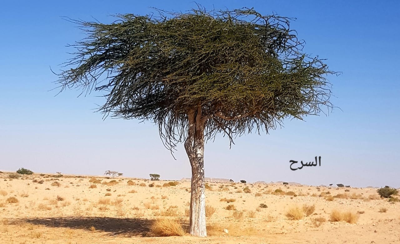صور داخل النص (4).jpeg
