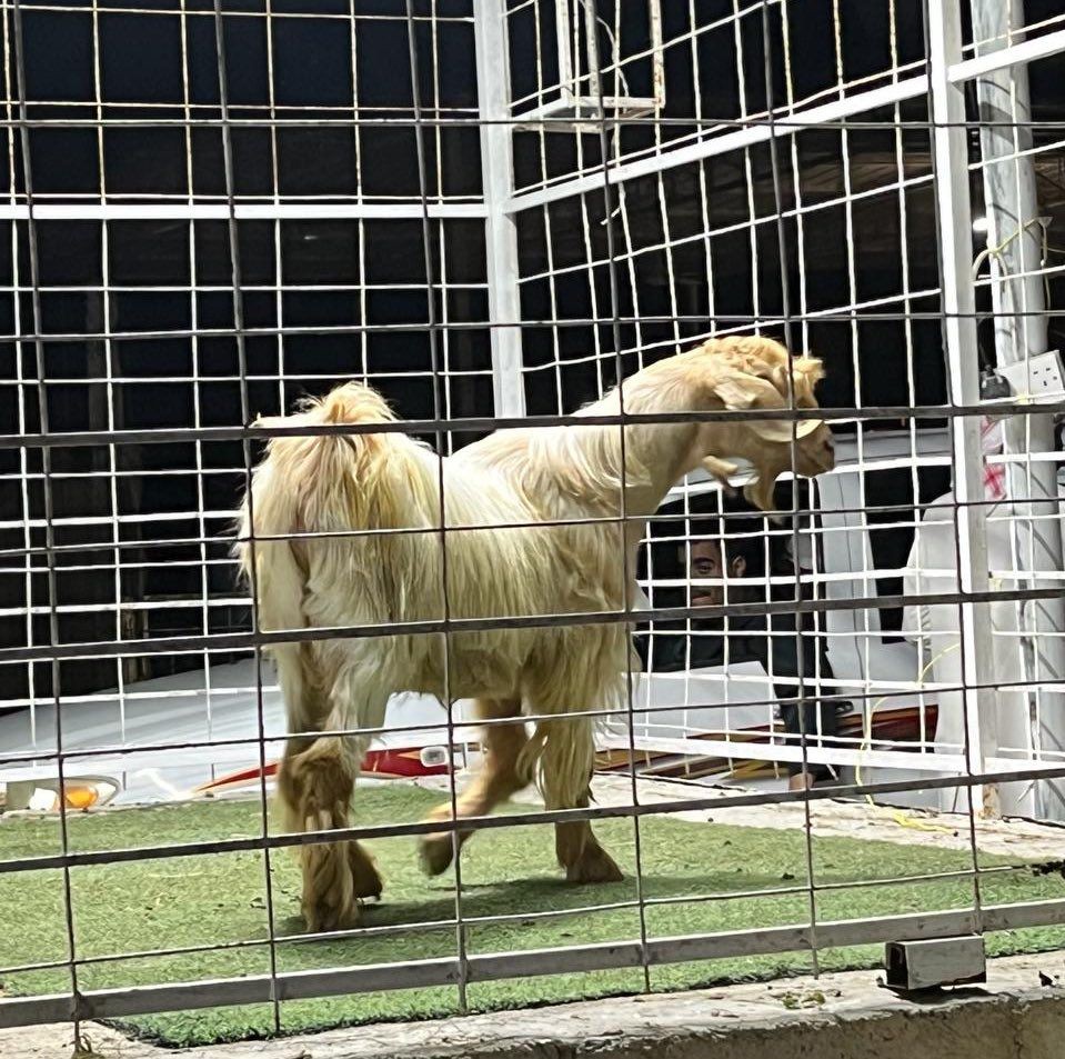 WhatsApp Image 2026-05-23 at 9.23.14 AM (1).jpeg