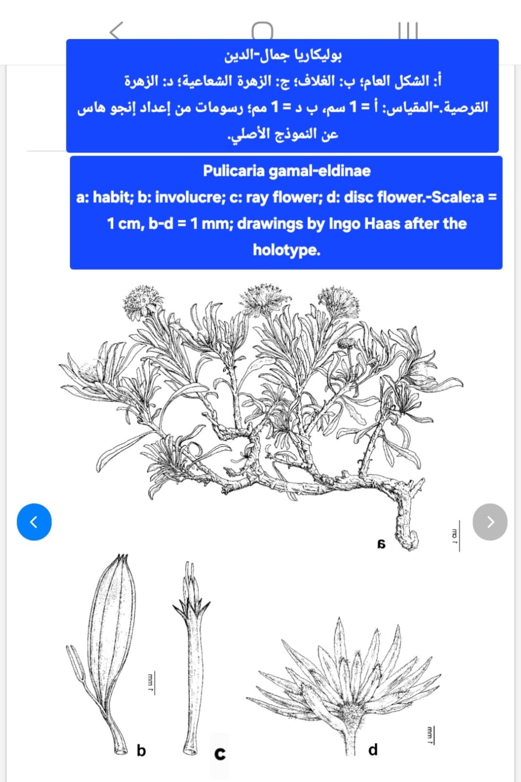 صور داخل المقال (5).jpeg